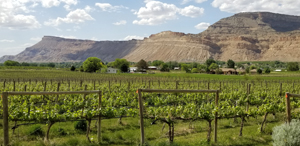 Palisade, Colorado. Home of Peach Street Distillers